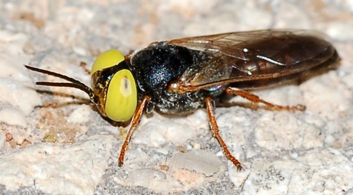 Occhi gialli su faccia aurea: Tachysphex cfr rufiventralis