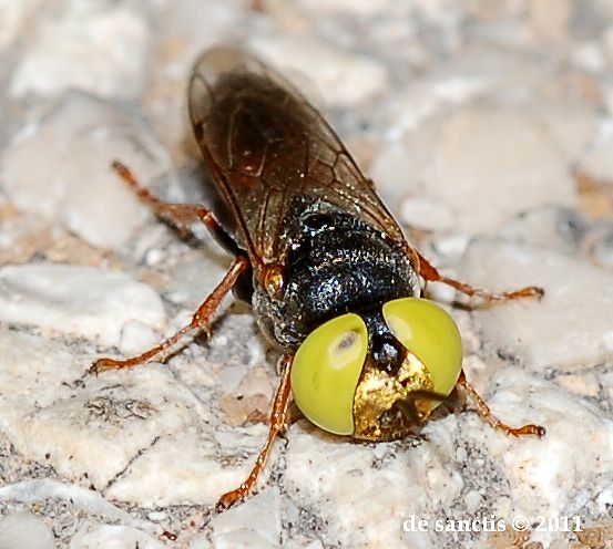 Occhi gialli su faccia aurea: Tachysphex cfr rufiventralis