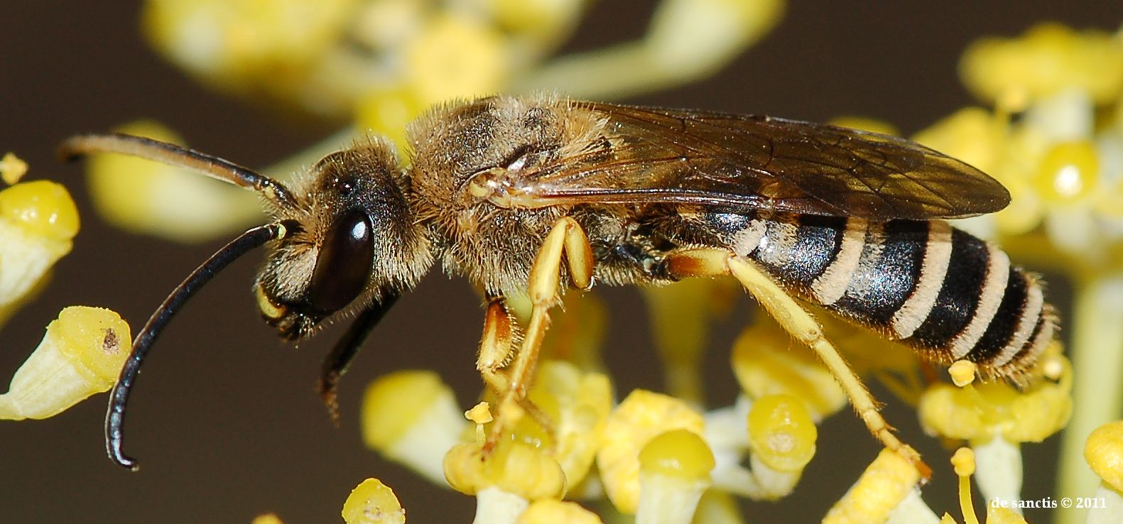 maschio di Halictus scabiosae