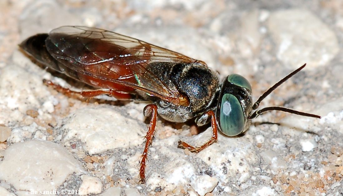 Occhi gialli su faccia aurea: Tachysphex cfr rufiventralis