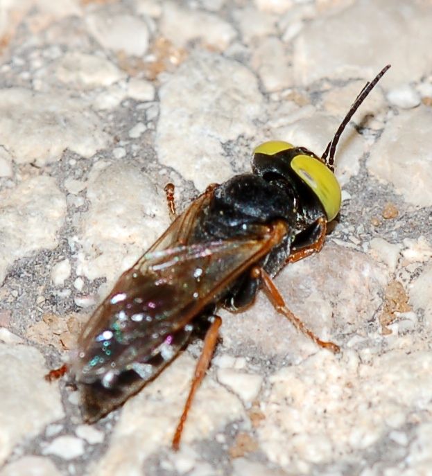 Occhi gialli su faccia aurea: Tachysphex cfr rufiventralis