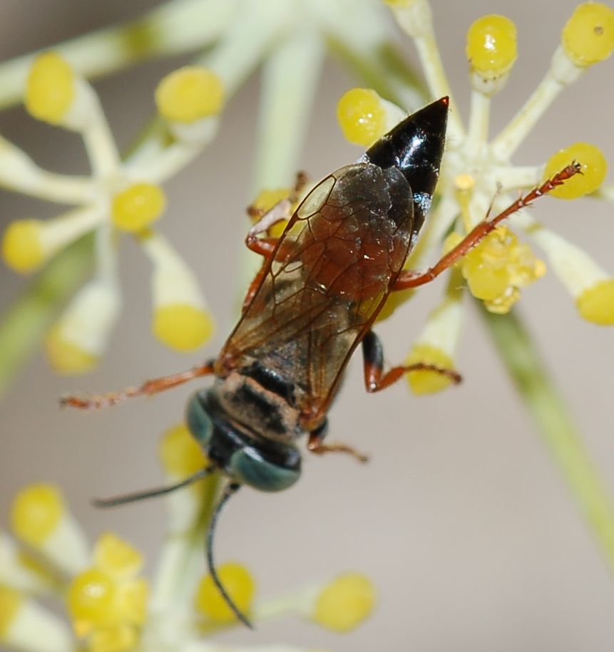 Occhi gialli su faccia aurea: Tachysphex cfr rufiventralis