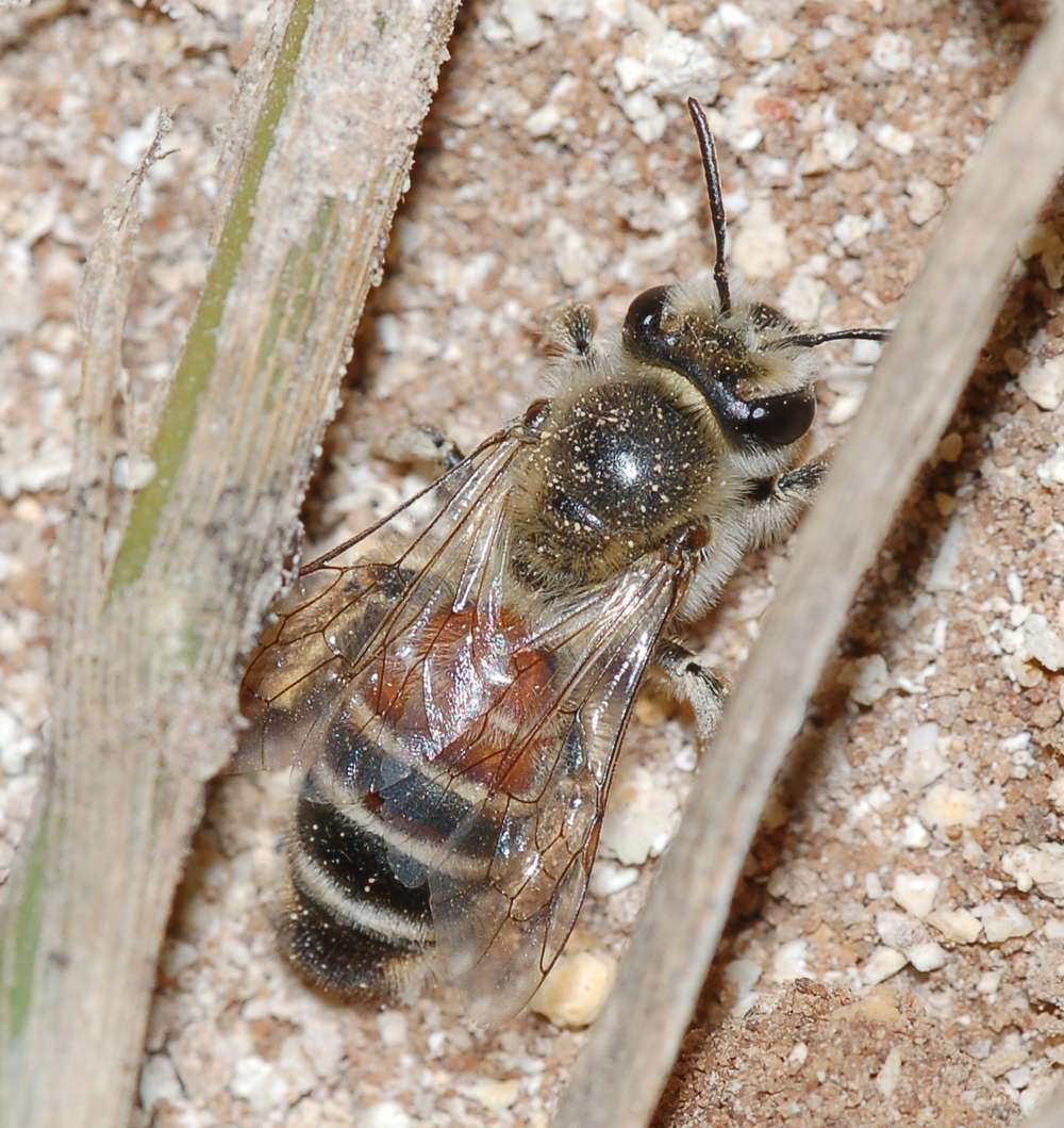 Identificazione apoidei scavatori autunnali (Andrena sp.)