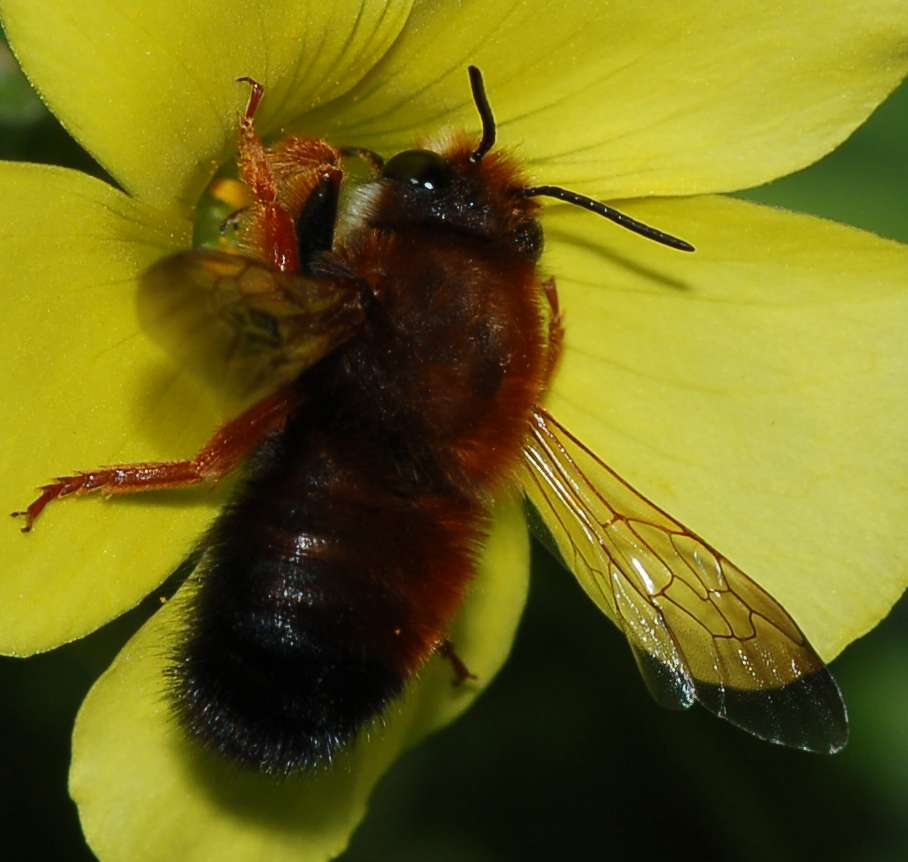 Documentazione Sfarfallamento Chalicodoma sicula dal nido