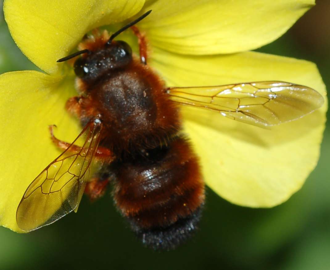 Documentazione Sfarfallamento Chalicodoma sicula dal nido