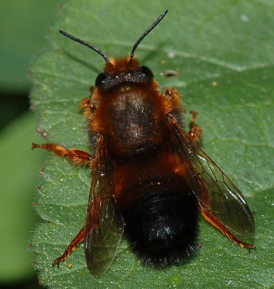 Documentazione Sfarfallamento Chalicodoma sicula dal nido