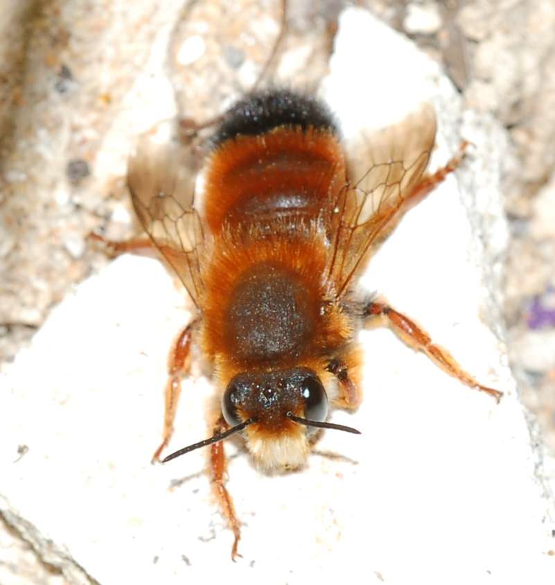 Documentazione Sfarfallamento Chalicodoma sicula dal nido