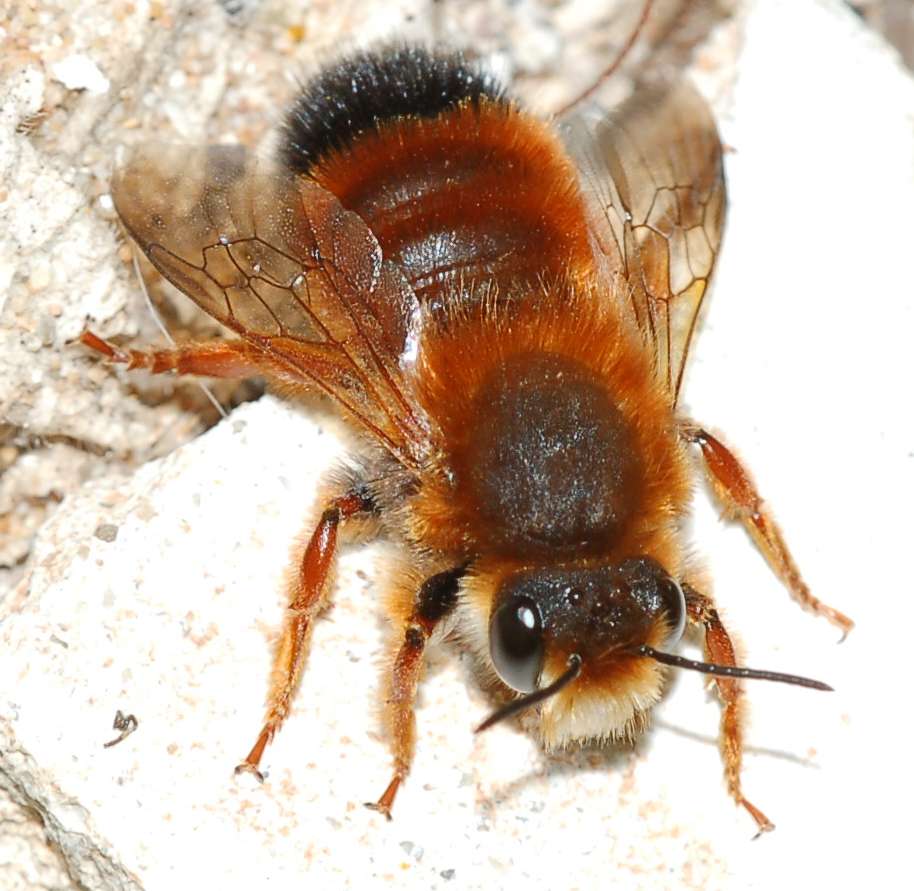 Documentazione Sfarfallamento Chalicodoma sicula dal nido