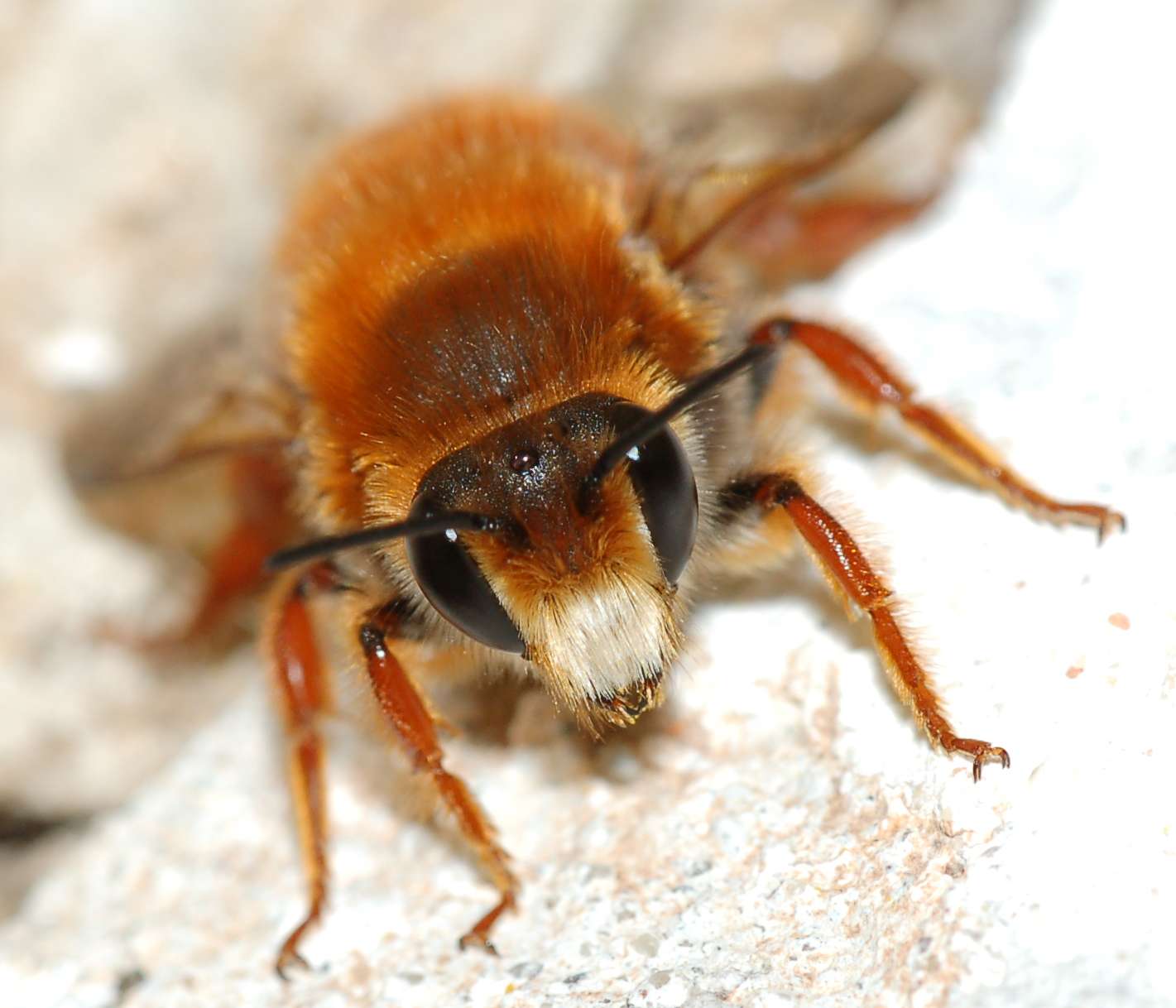 Documentazione Sfarfallamento Chalicodoma sicula dal nido