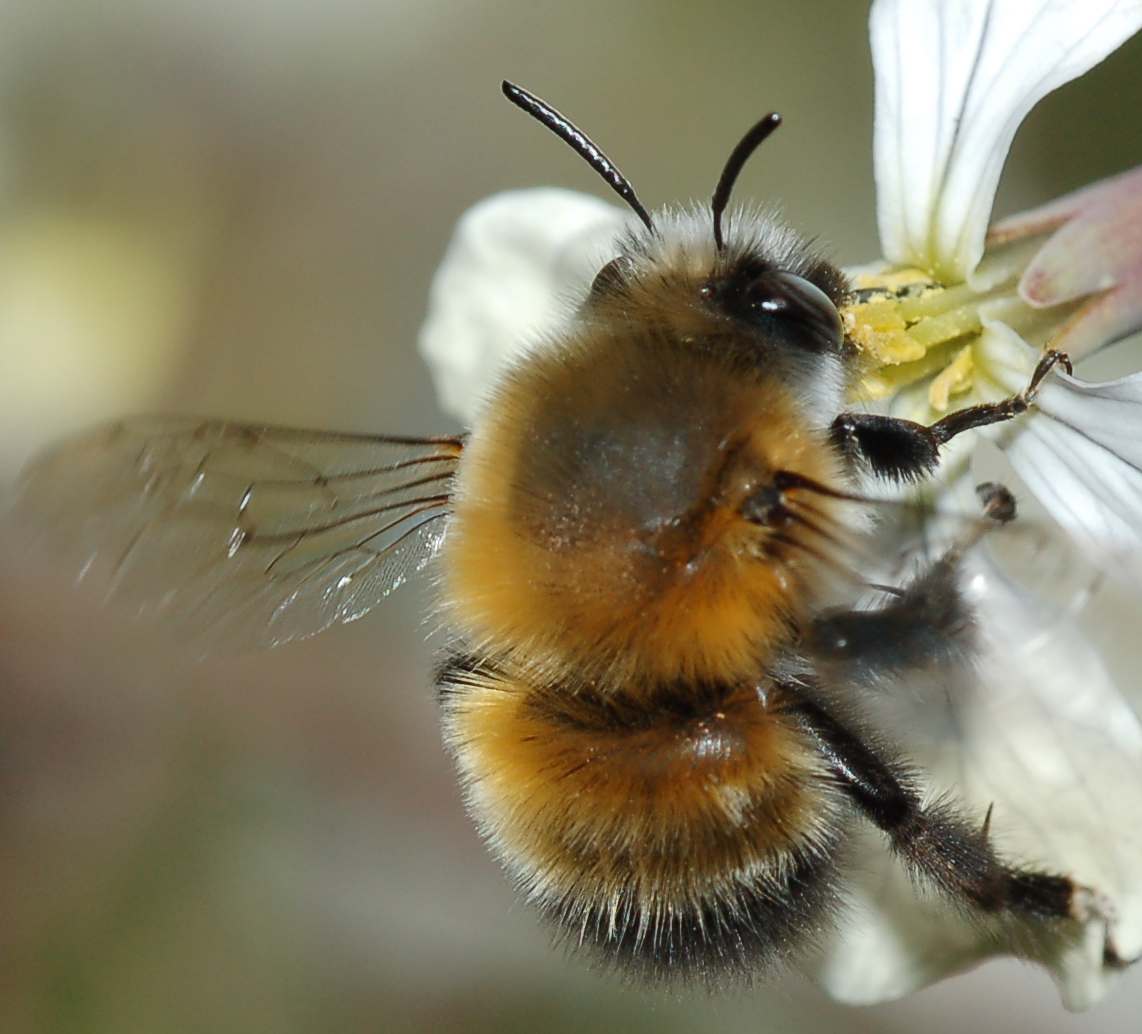 E'' Anthophora? Si,  un maschio di Anthophora sp.