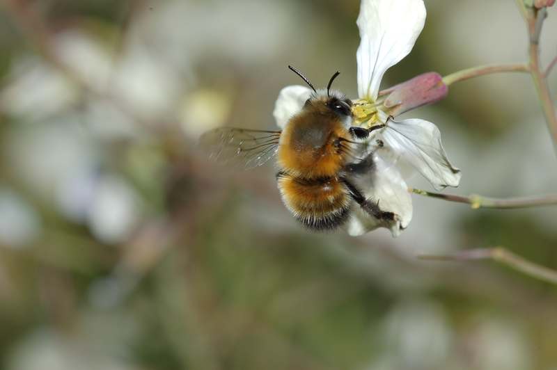 E'' Anthophora? Si,  un maschio di Anthophora sp.