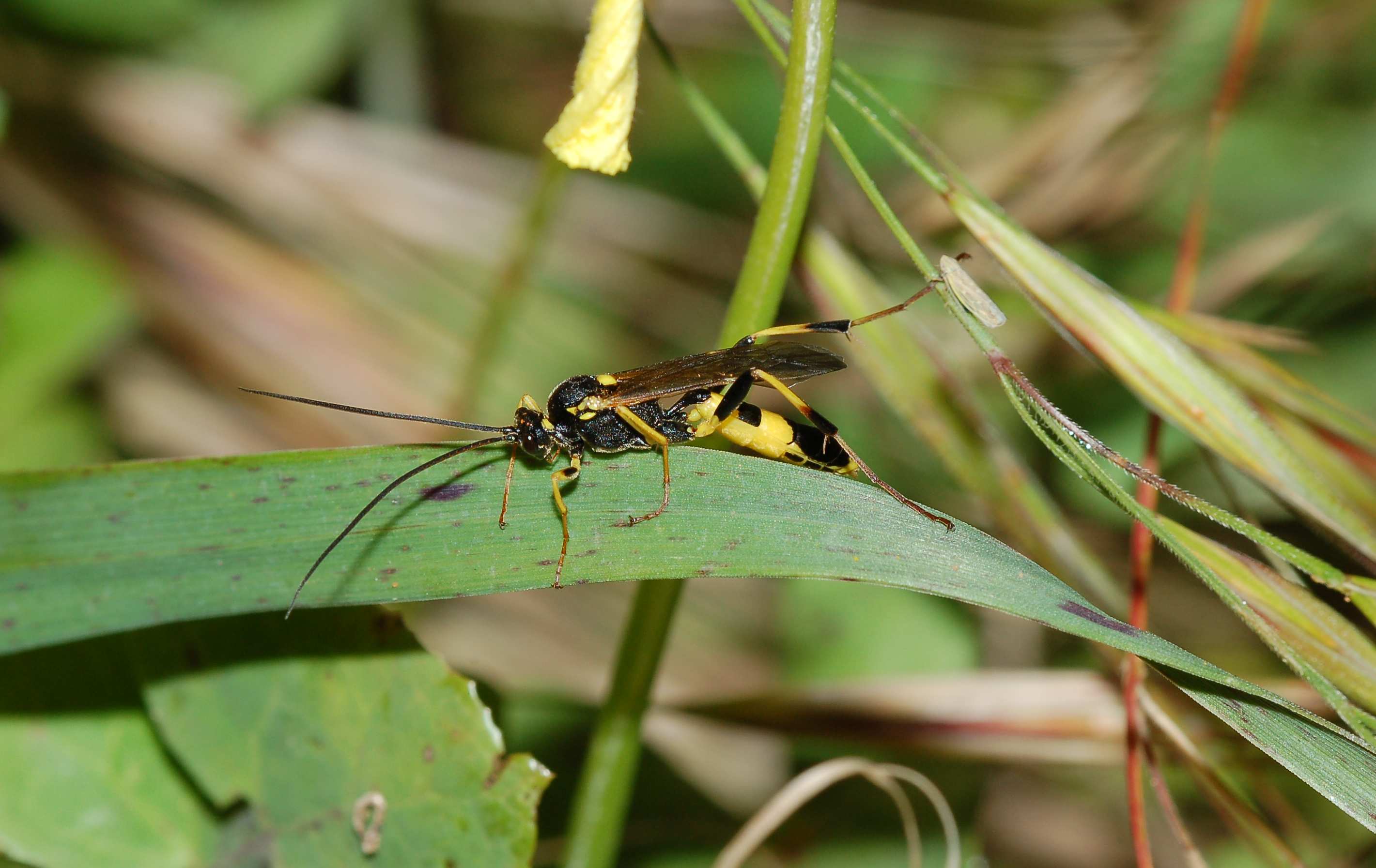 Ichneumonidae nero e giallo