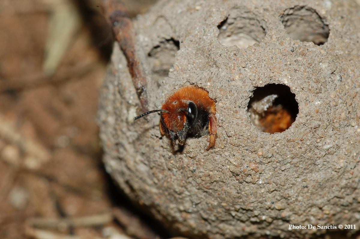 Documentazione Sfarfallamento Chalicodoma sicula dal nido