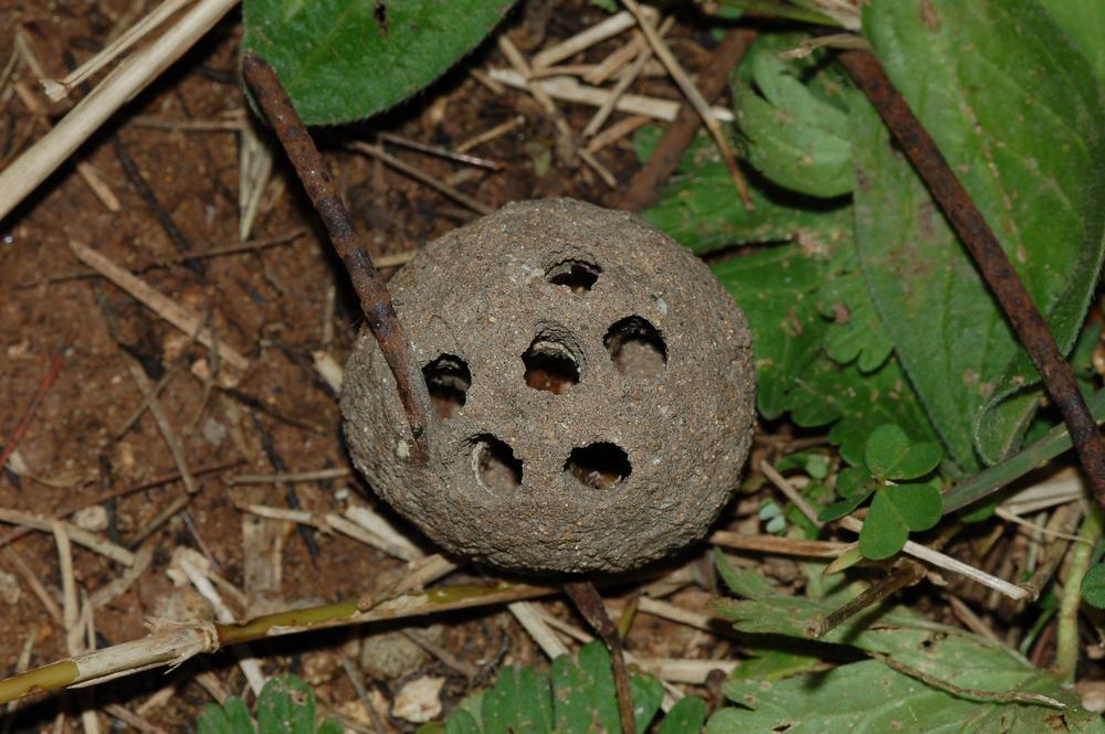 Documentazione Sfarfallamento Chalicodoma sicula dal nido