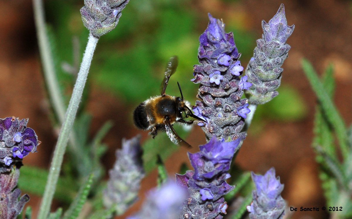 Un''Anthophora non fa primavera.