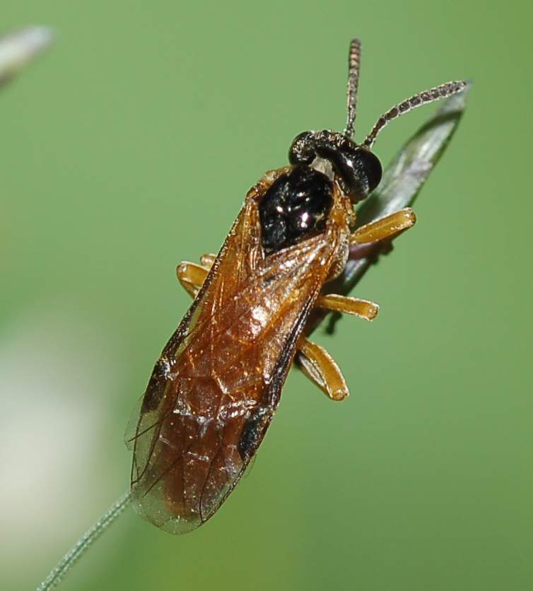 Braconide? No. Tenthredinidae