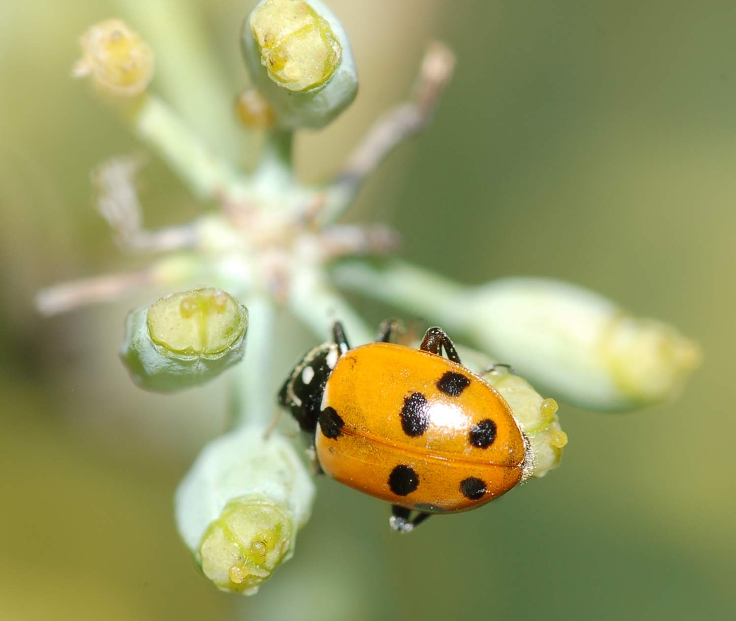 Identificazione 4: arancio a pois neri: Hippodamia variegata