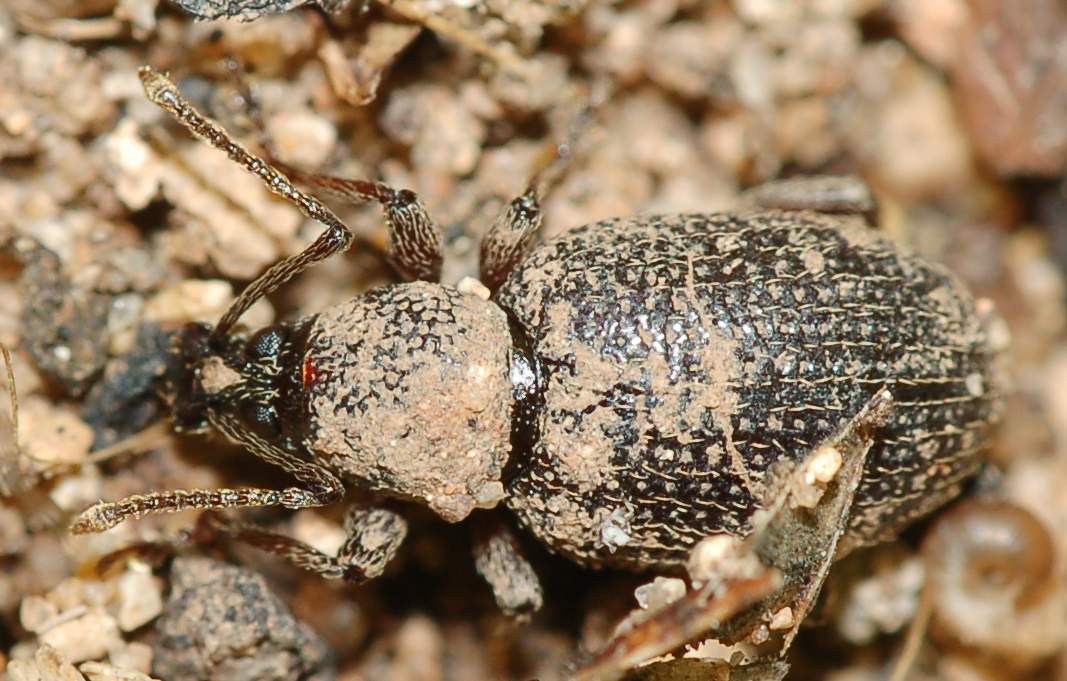 Identificazione 3: Curculionidae sporco di fango