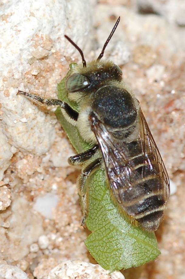 L''apina che vola con la foglia (Megachile sp.)