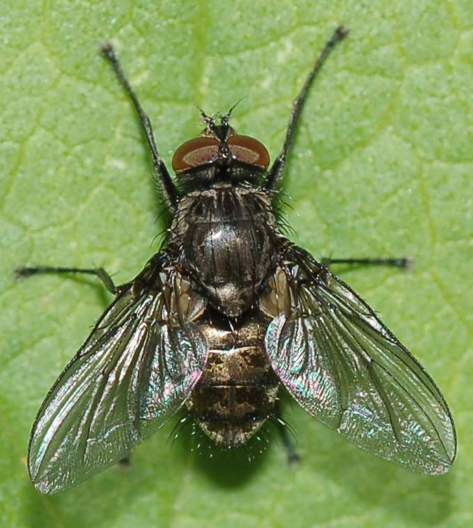 Identificazione #4 : mosca