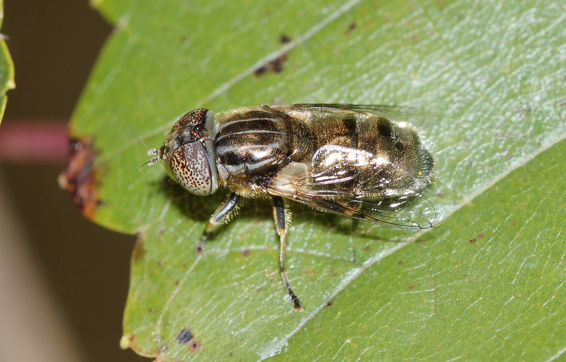 Eristalinus sp.