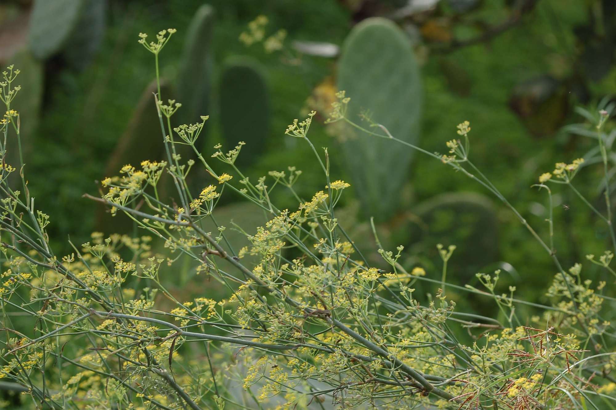 Foeniculum vulgare