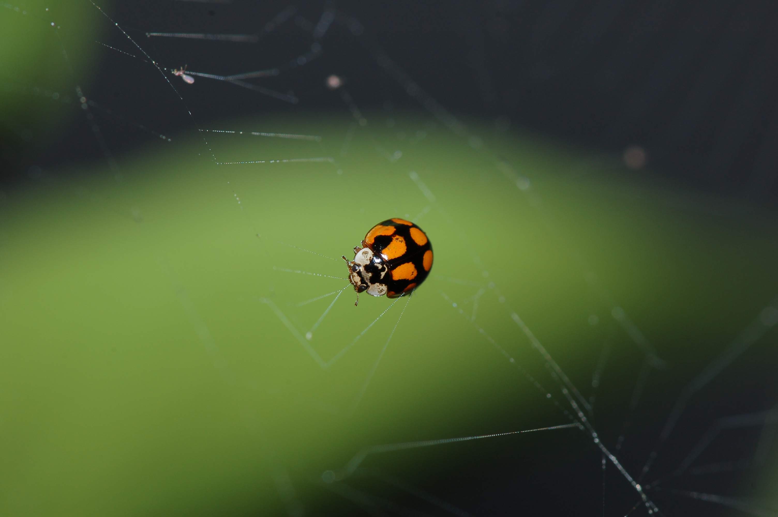 Adalia decempunctata in una ragnatela