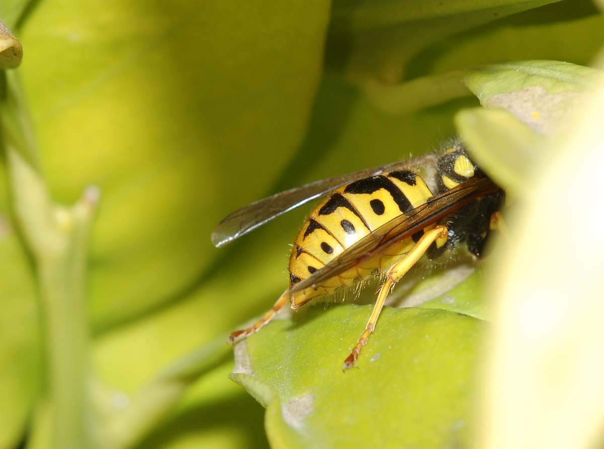 Riecco le Polistes