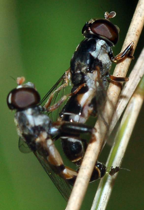 Copula sirfidi con terzo soggetto incognito