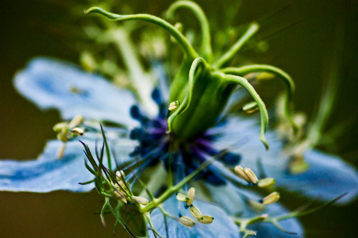 Nigella damascena