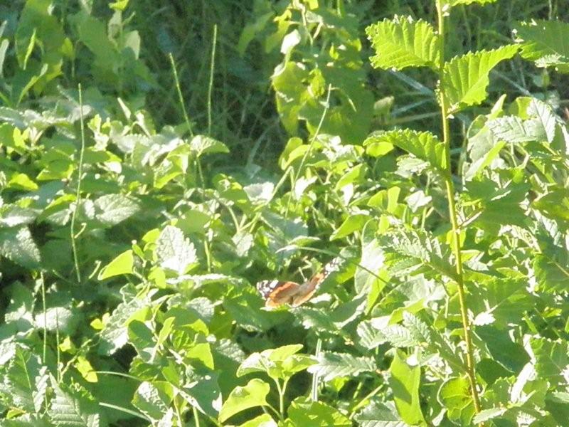 Vanessa atalanta e Pieris rapae