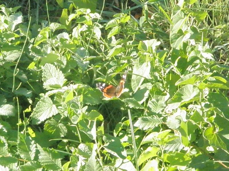 Vanessa atalanta e Pieris rapae