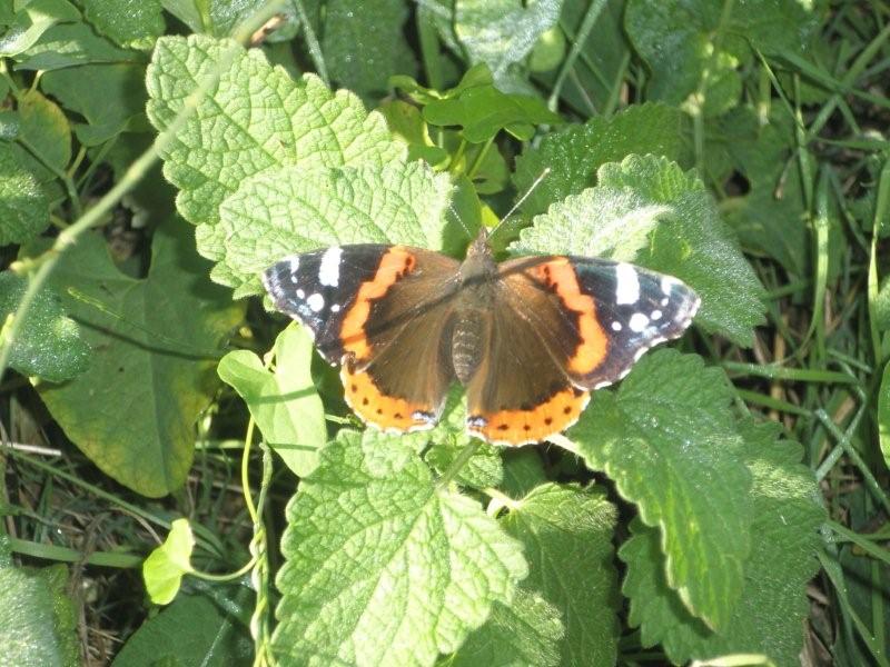 Vanessa atalanta e Pieris rapae