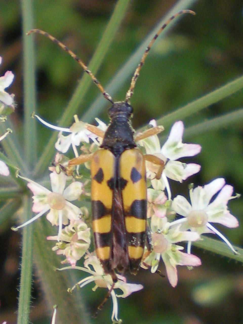 Rutpela maculata maculata (Cerambycidae)