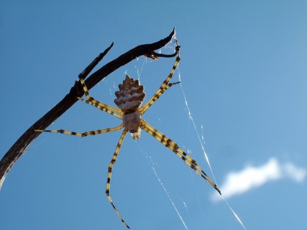 Argiope Lobata?