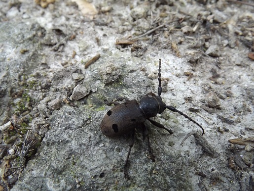 Femmina di Herophila tristis e probabile Judolia erratica