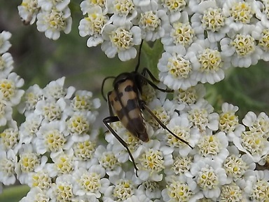 Femmina di Herophila tristis e probabile Judolia erratica