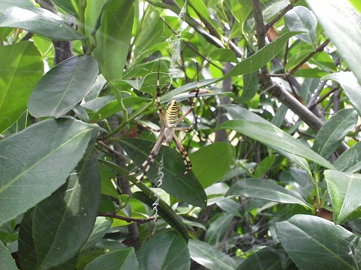 Argiope bruennichi