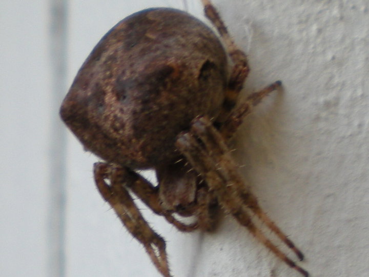 Araneus sp.; Zoropsis sp.