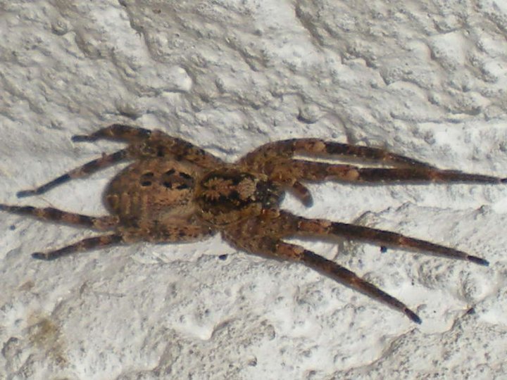 Araneus sp.; Zoropsis sp.