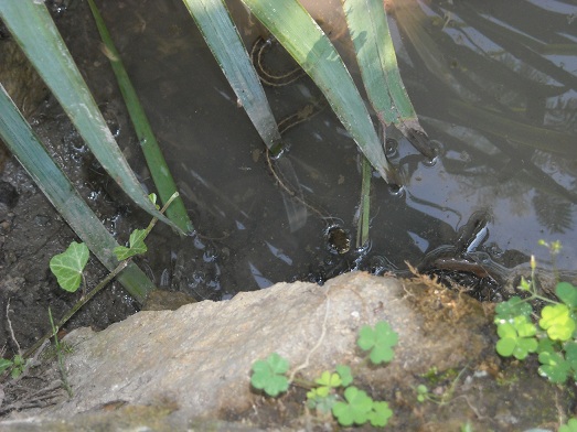 identificazione serpente d''acqua