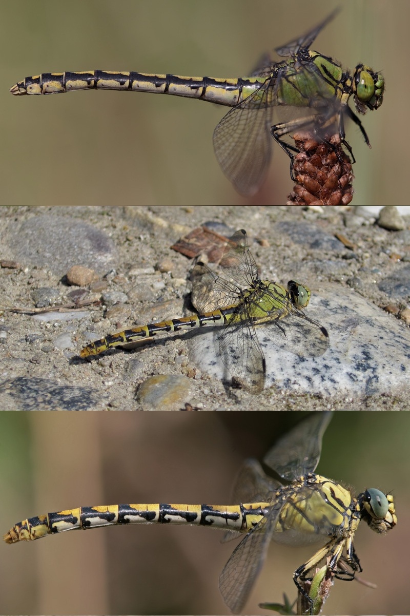 Femmina di Onychogomphus forcipatus