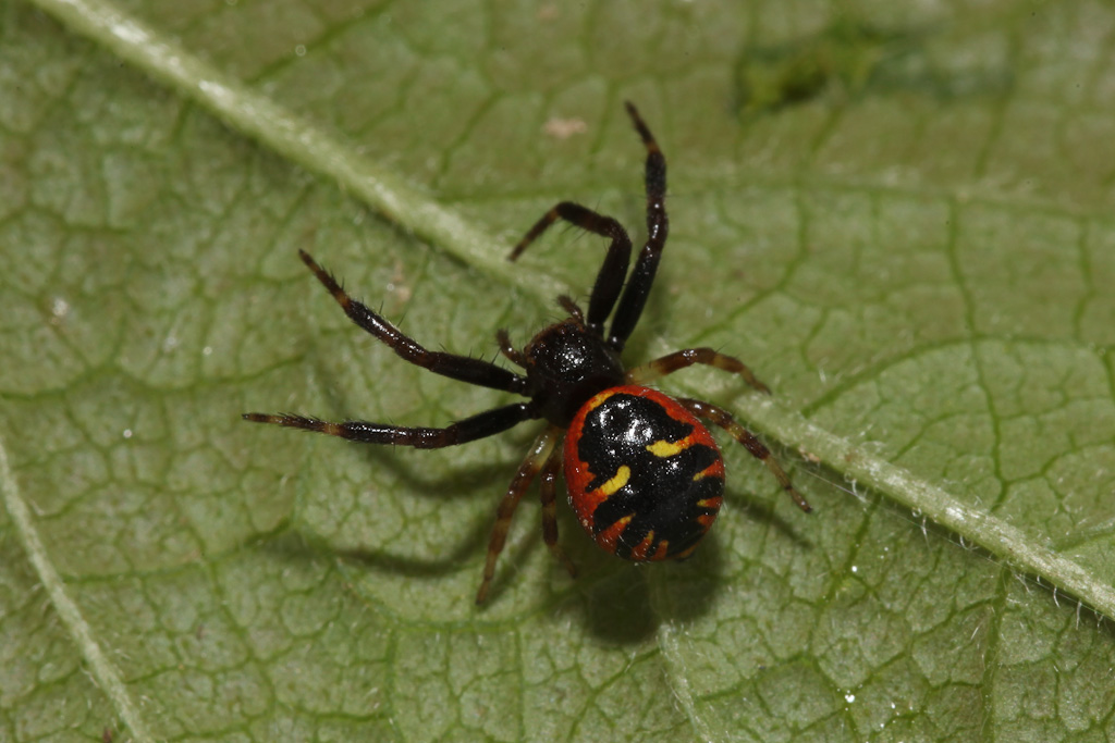 Synaema globosum