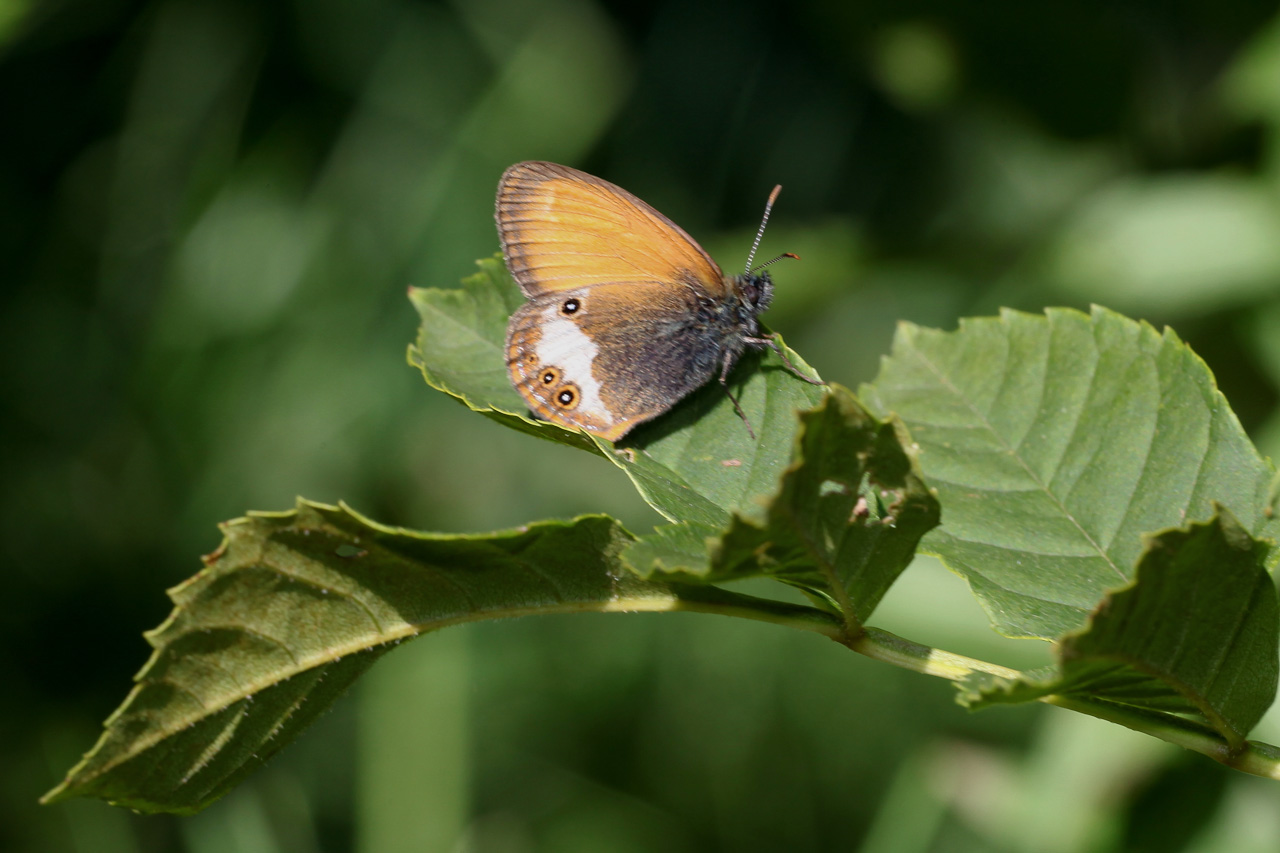 Coenonympha strana