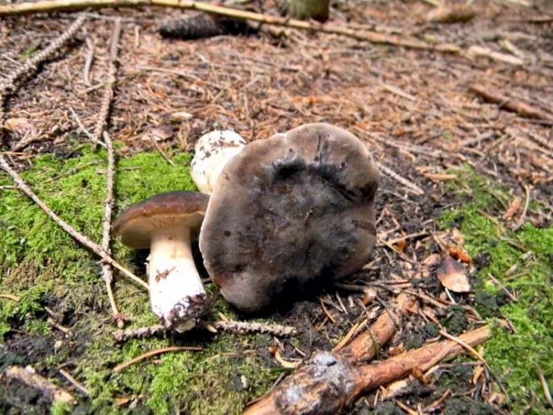 Altra Russula Trentina