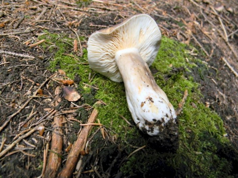 Altra Russula Trentina