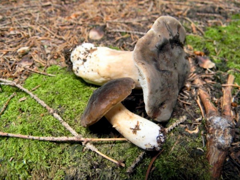 Altra Russula Trentina