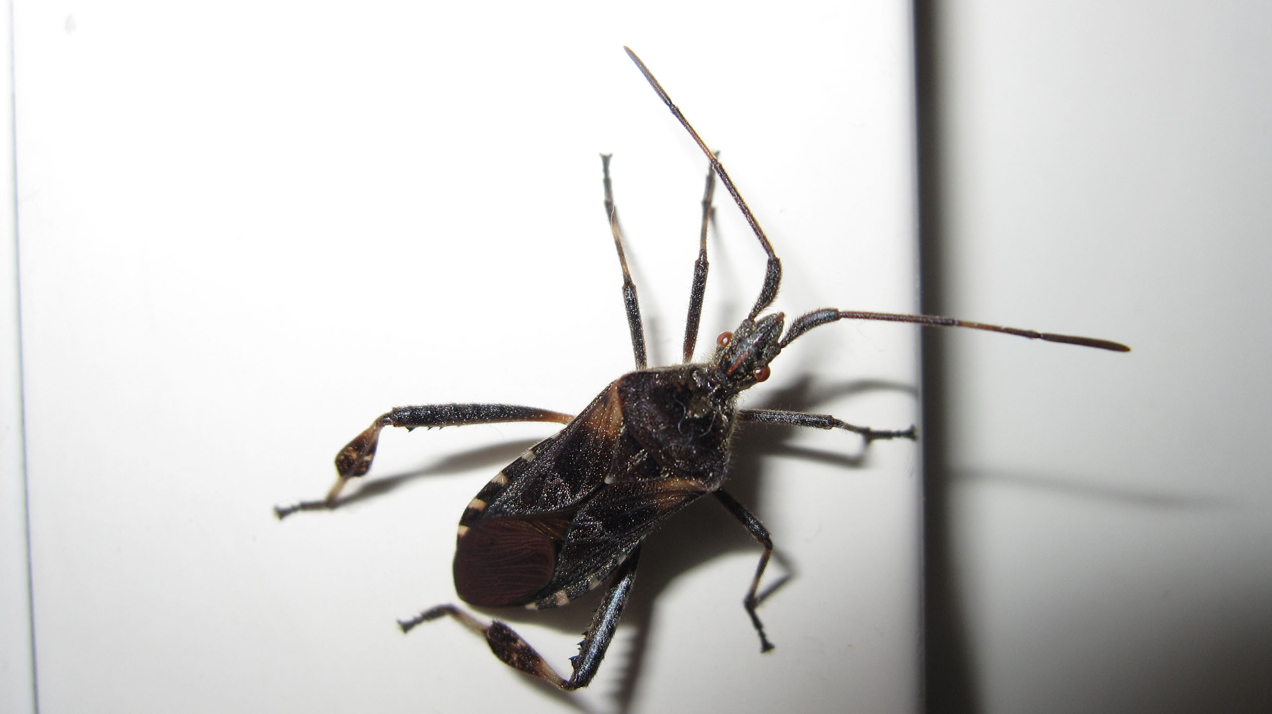 Coreidae: Leptoglossus occidentalis? S