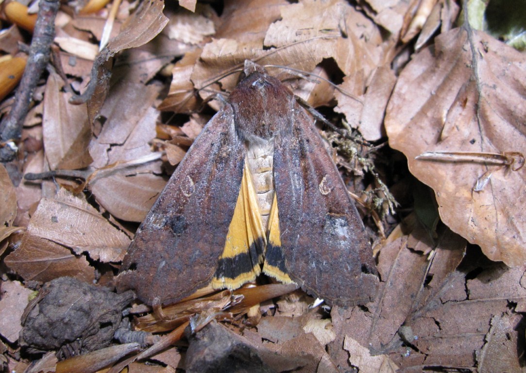 Noctua pronuba? Si