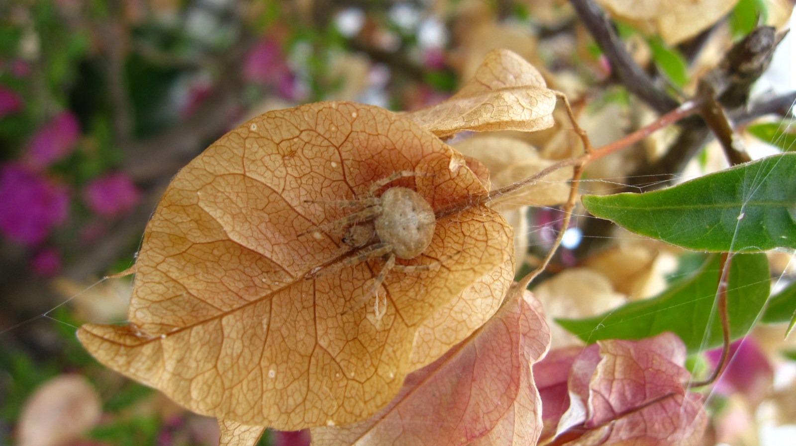 Agalenate redii o Neoscona subfusca